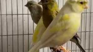 Как да разграничим кергер от канара